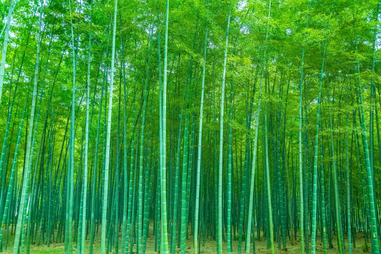 Classification Of Bamboo