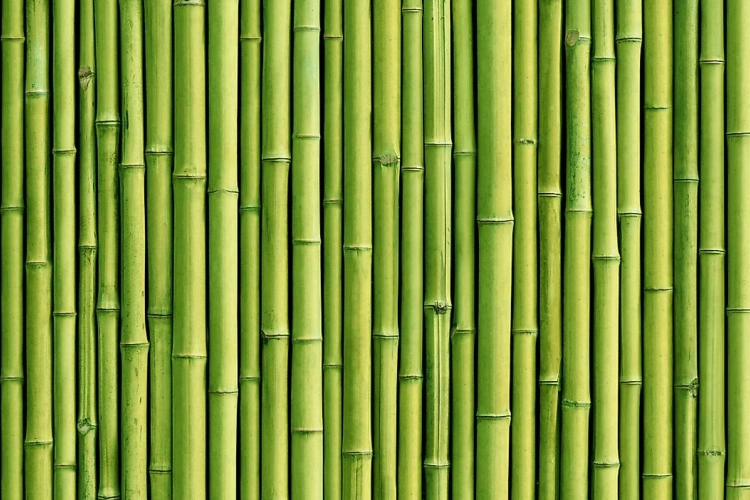 The Evergreen Wonder: Exploring the Versatility and Significance of Bamboo